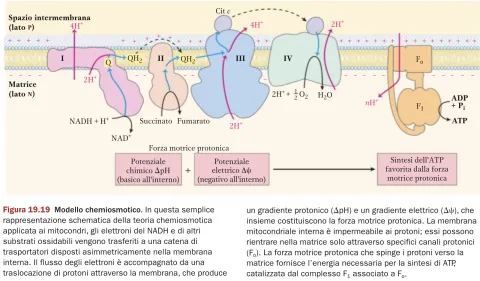 Meccanismo di funzionamento Fosforilazione Ossidativa
