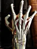 Modello anatomico della mano, vista dorsale con muscoli, tendini e vasi – biblioteca fam. Carli